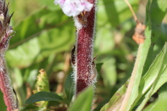 Orobanche crenata
