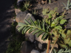 Astragalus mareoticus