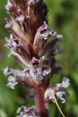 Orobanche crenata