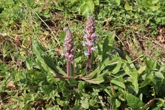 Orobanche crenata