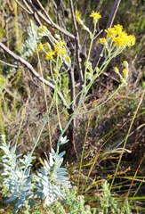 Senecio lineatus