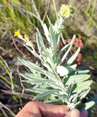 Senecio lineatus