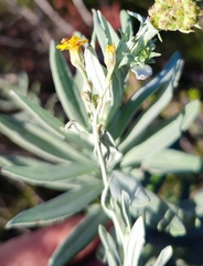 Senecio lineatus