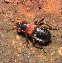 Prostemma sanguineum