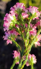 Erica bracteolaris