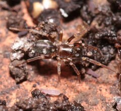 Phrurolithus