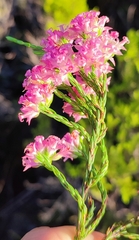Erica bracteolaris