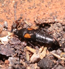 Tachinus subterraneus