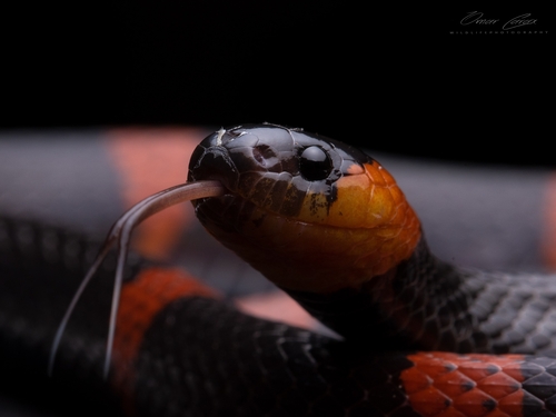 Terrestrial Snail Sucker