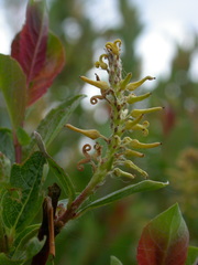 Salix starkeana
