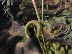 Astragalus mareoticus