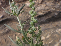 Oligomeris linifolia