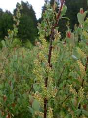 Salix starkeana