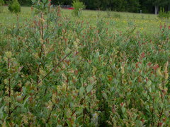 Salix starkeana