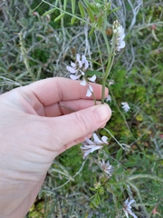 Vicia ludoviciana
