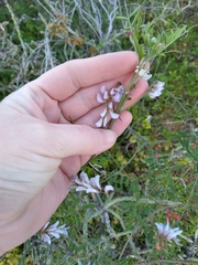 Vicia ludoviciana