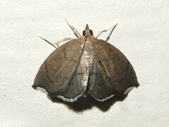 Perispasta caeculalis