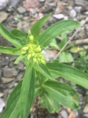 Digitalis lutea lutea