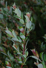 Salix starkeana