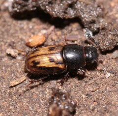 Chilothorax