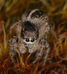 Pellenes tripunctatus