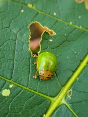 Platyphora quadrisignata