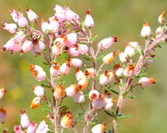 Erica racemosa