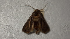 Actebia multifida
