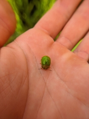 Platyphora quadrisignata