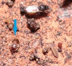 Sericoderus