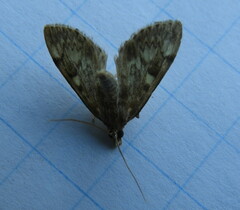 Anania tertialis