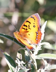 Catacroptera cloanthe