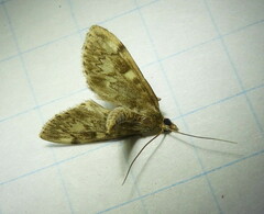 Anania tertialis