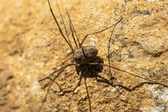 Phalangiinae