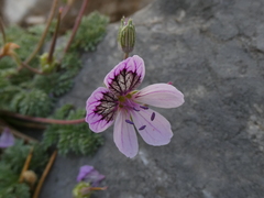 Erodium glandulosum