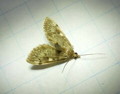 Anania tertialis