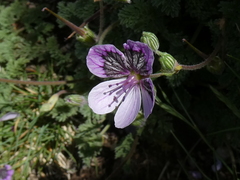 Erodium glandulosum