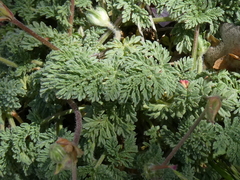 Erodium glandulosum