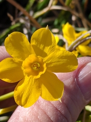Narcissus jonquilla