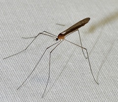 Limoniidae