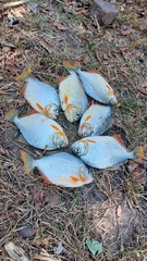 Pygopristis denticulata