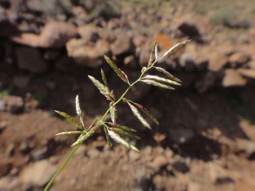 Image of Eragrostis barrelieri by (c) Christian Berg, some rights reserved (CC BY)