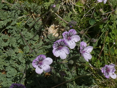 Erodium glandulosum
