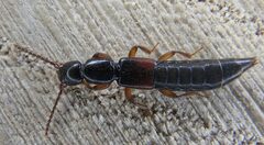 Lathrobium elongatum