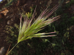 Bromus rubens