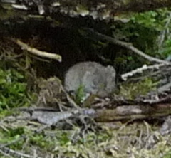 Clethrionomys gapperi