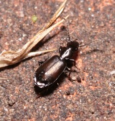 Microlestes