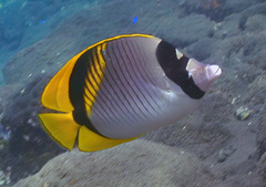 Chaetodon lineolatus