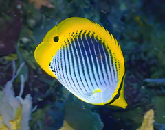 Chaetodon melannotus