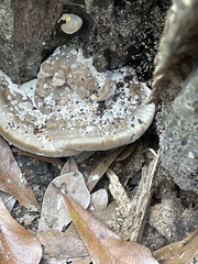 Trametes cubensis